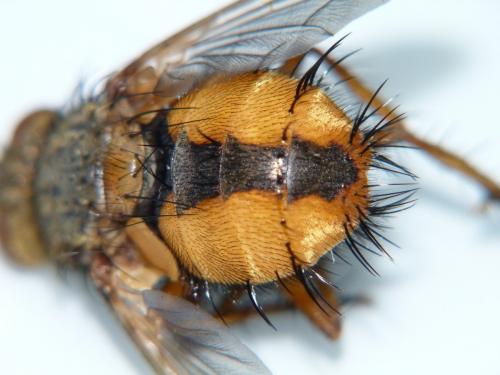 Réf. 204 312 : Tachina fera